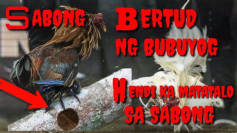 BERTUD NG BUBUYOG NAGINAMIT NG SABONGERO SA .